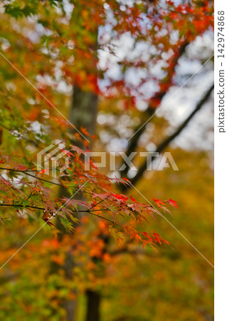 花貫谷的秋天(茨城縣) 花貫谷的秋天(茨城縣) 142974868