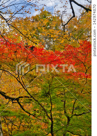 Autumn in Hananuki Valley (Ibaraki Prefecture) Autumn in Hananuki Valley (Ibaraki Prefecture) 142974870