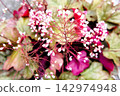 Huquela flowers 142974948