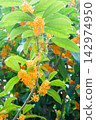 Kinmokusei no Hana 142974950