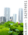 High-rise buildings and lotus pond 142974951