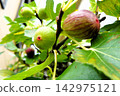 Figs throughout town 142975121