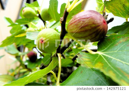 鎮上到處都是無花果 鎮上到處都是無花果 142975121