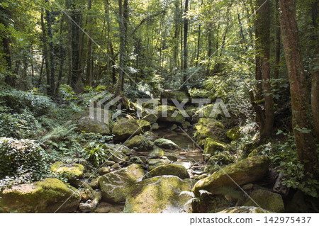 Forest creek flowing over mossy rocks with sunlight Forest creek flowing over mossy rocks with sunlight 142975437