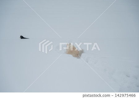 A Samoyed dog runs through the snow. A Samoyed dog runs through the snow. 142975466