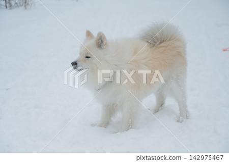 Fluffy samoyed dog jumping and catching snowball in winter Fluffy samoyed dog jumping and catching snowball in winter 142975467