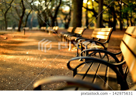 Yoyogi Park, Tokyo, early autumn scenery of a bench with sunlight filtering through the trees Yoyogi Park, Tokyo, early autumn scenery of a bench with sunlight filtering through the trees 142975631
