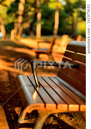 Yoyogi Park, Tokyo, early autumn scenery of a bench with sunlight filtering through the trees Yoyogi Park, Tokyo, early autumn scenery of a bench with sunlight filtering through the trees 142975632