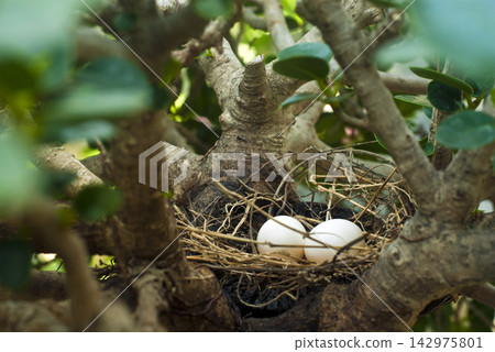 Bird eggs in a nest hidden in a dense bush Bird eggs in a nest hidden in a dense bush 142975801