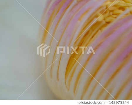 Close-up showing details of the pollen of a Gustavia gracilima flower Close-up showing details of the pollen of a Gustavia gracilima flower 142975844