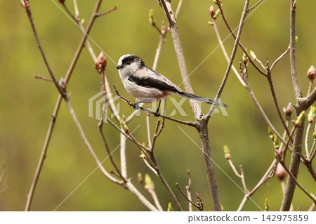 The long-tailed tit is a small bird with a body resembling a roll of cotton and a long tail. 142975859