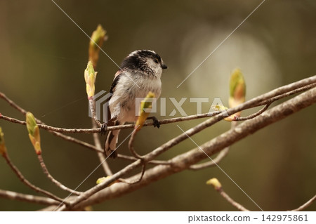 The long-tailed tit is a small bird with a body resembling a roll of cotton and a long tail. The long-tailed tit is a small bird with a body resembling a roll of cotton and a long tail. 142975861