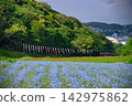[Kanagawa] Yokosuka Kurihama Flower Park Nemophila and carp streamer 142975862