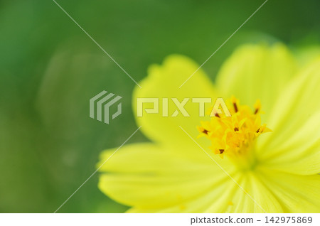 秋天的花朵秋天的櫻花樹 秋天的花朵秋天的櫻花樹 142975869