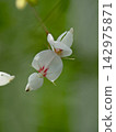 高山植物雙色胡枝子（Lespedeza bicolor，又名白花鬍子）的嬌嫩白色花朵在翠綠的背景下綻放，並留有空白區域。 142975871
