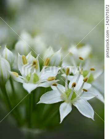 在秋天陽光下,純白韭菜花閃閃發光,呈現出美麗的散景效果,這是一張微距照片。 在秋天陽光下,純白韭菜花閃閃發光,呈現出美麗的散景效果,這是一張微距照片。 142975872