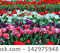 Colorful tulip field 142975948