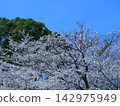 Cherry blossoms in full bloom shining in the blue sky 142975949