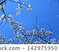 Sakura that shines in the blue sky 142975950