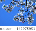 Sakura that shines in the blue sky 142975951