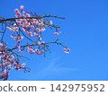 Sakura that shines in the blue sky 142975952