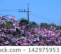 Cherry blossoms in full bloom shining in the blue sky 142975953