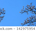 Sakura that shines in the blue sky 142975954