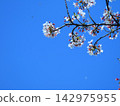 Sakura that shines in the blue sky 142975955