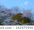 Cherry blossoms in full bloom and blue sky 142975956