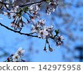 Sakura that shines in the blue sky 142975958