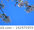 Sakura that shines in the blue sky 142975959