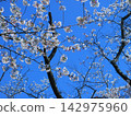 Sakura that shines in the blue sky 142975960