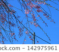 Pink cherry blossoms against the blue sky 142975961
