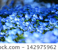 blue flower	 142975962