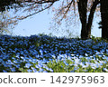 A hill full of nemophila flowers 142975963