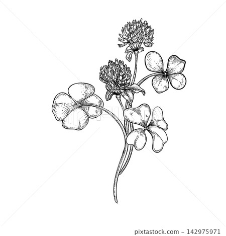 Clover flowers and four leaf delicate bunch vector outline illustration. Botanical sketch of trifolium plant for nature design. Spring plants hand drawn black ink. Symbol of luck Saint Patrick day. Clover flowers and four leaf delicate bunch vector outline illustration. Botanical sketch of trifolium plant for nature design. Spring plants hand drawn black ink. Symbol of luck Saint Patrick day. 142975971