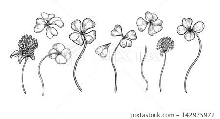 Hand drawn black white vector clover set with four leaf and flowers. Monochrome botanical sketch of lucky shamrock plants. Isolated elements for St. Patrick Day design. Clover engraved drawing clipart Hand drawn black white vector clover set with four leaf and flowers. Monochrome botanical sketch of lucky shamrock plants. Isolated elements for St. Patrick Day design. Clover engraved drawing clipart 142975972