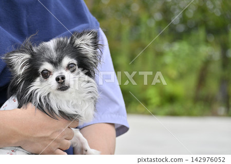 A man and his pet Chihuahua rest on a park bench. A man and his pet Chihuahua rest on a park bench. 142976052