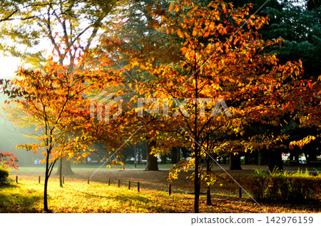 Yoyogi Park: Late autumn foliage - trees dyed red and yellow. Yoyogi Park: Late autumn foliage - trees dyed red and yellow. 142976159