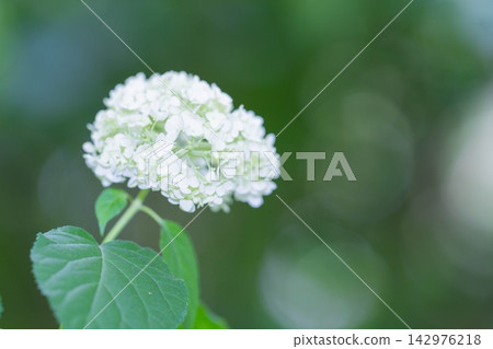 大自然中盛開的花朵(東京) 大自然中盛開的花朵(東京) 142976218