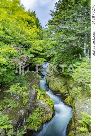 A quiet forest with sunlight filtering through the trees (Tohoku region) A quiet forest with sunlight filtering through the trees (Tohoku region) 142976276