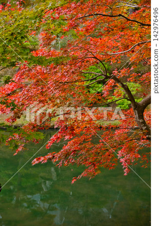京都的秋天 / 修學院離宮 京都的秋天 / 修學院離宮 142976496