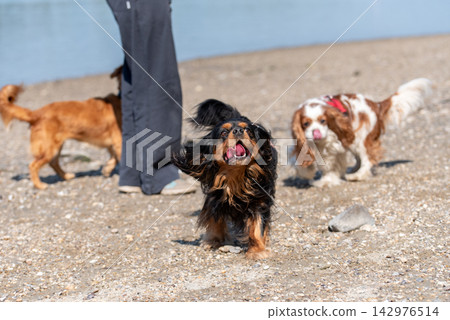 Cavalier king charles spaniel dogs playing on a pebble beach 142976514