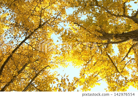 Golden ginkgo leaves shining in the autumn sunlight Golden ginkgo leaves shining in the autumn sunlight 142976554