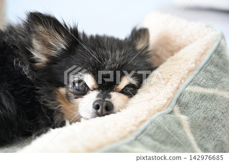 A senior Chihuahua relaxing comfortably in a dog bed. A senior Chihuahua relaxing comfortably in a dog bed. 142976685