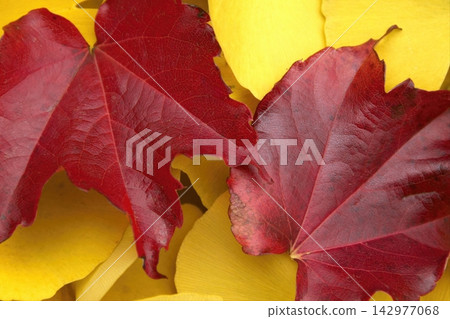紅色的秋葉與黃色的銀杏葉交疊在一起 紅色的秋葉與黃色的銀杏葉交疊在一起 142977068