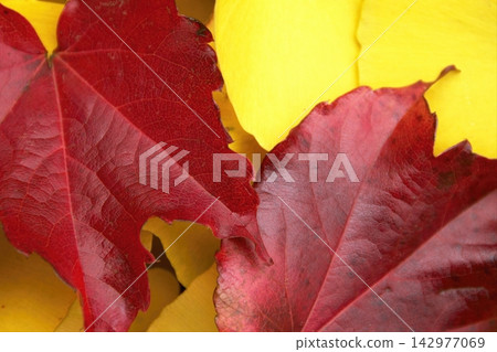 紅色的秋葉與黃色的銀杏葉交疊在一起 紅色的秋葉與黃色的銀杏葉交疊在一起 142977069
