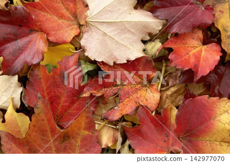 紅色的秋葉與黃色的銀杏葉交疊在一起 142977070