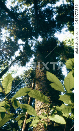 Mossy tree trunk rising through chestnut leaves toward the canopy 142977286