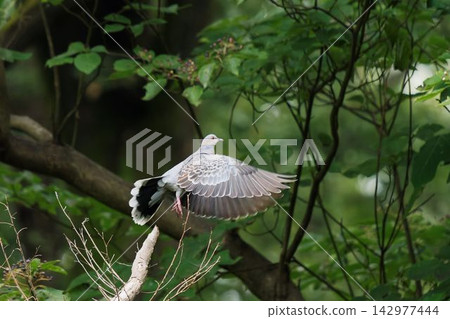 Turtle dove taking off from a tree Turtle dove taking off from a tree 142977444